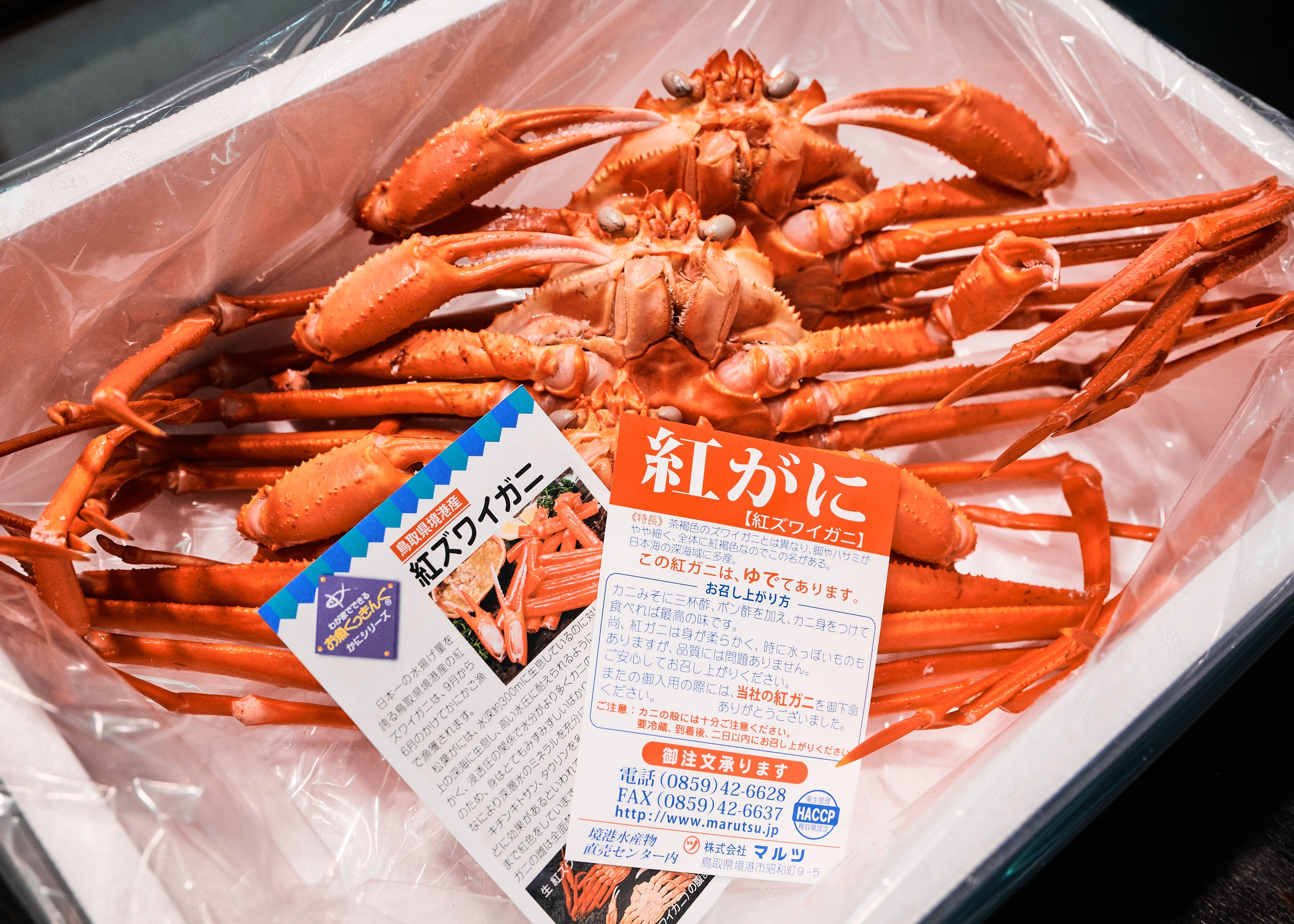 紅ズワイガニのふるさと納税はどれがおすすめ?境港市の人気返礼品を紹介!