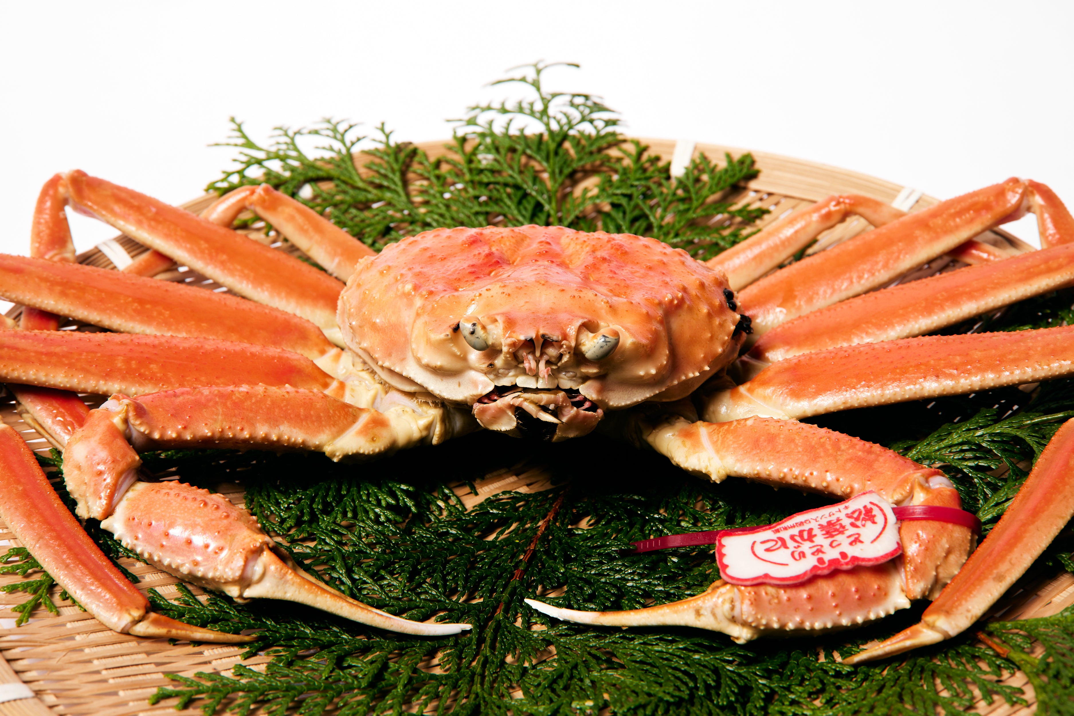 松葉ガニ