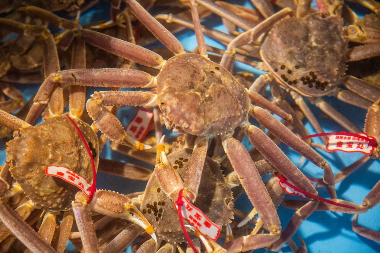 活けガニとは?おすすめの食べ方や保存方法をカニ専門店が解説!