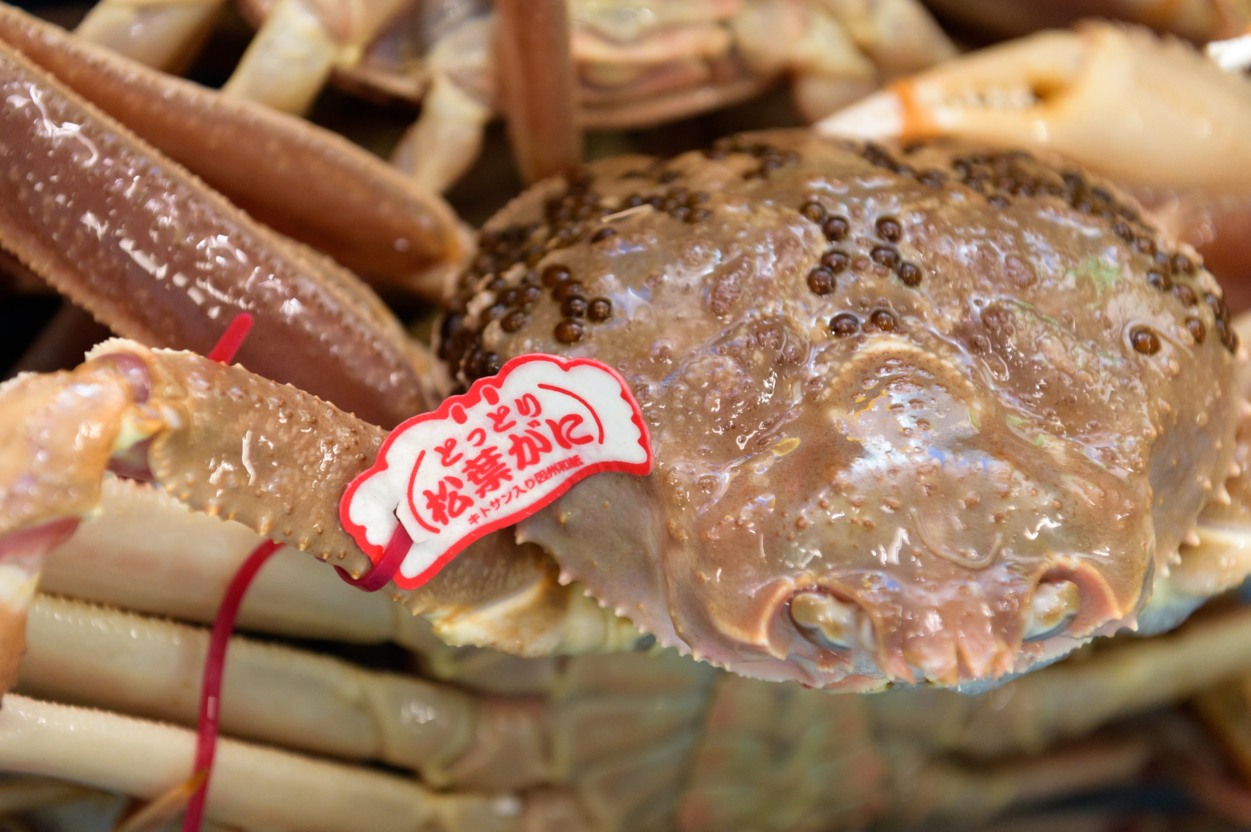 松葉ガニとは?特徴や旬な時期、美味しさの秘密について解説!