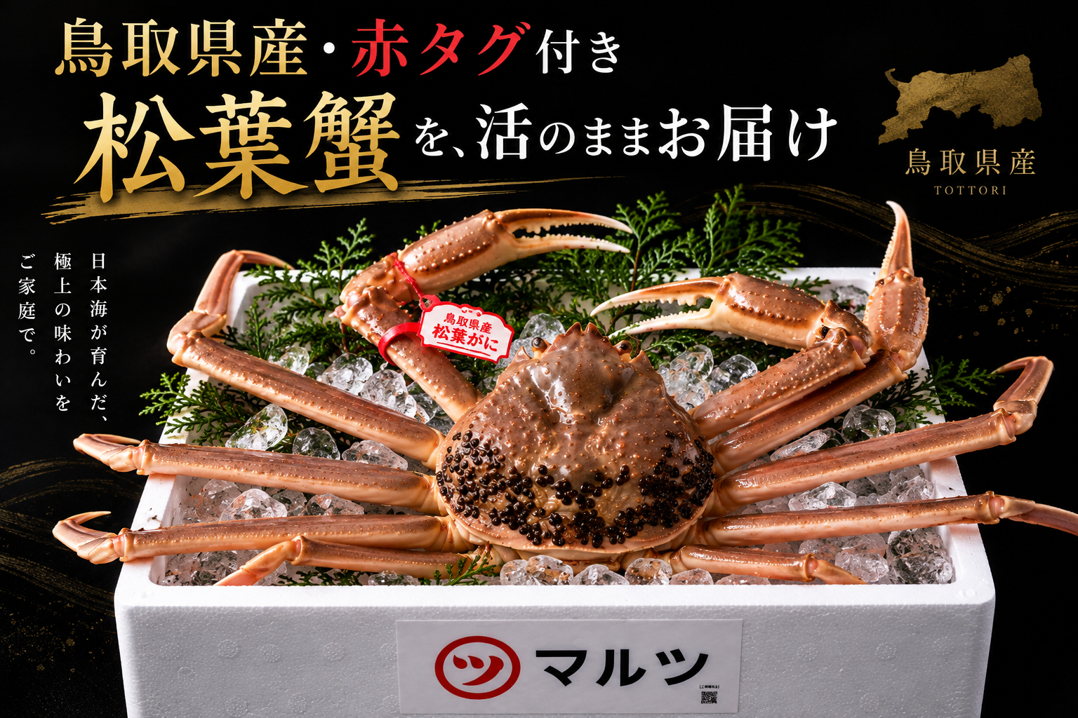 【鳥取県産ブランドタグ付き】活・松葉蟹
