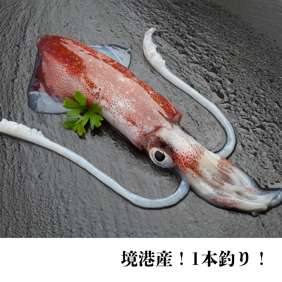 【今が旬】境港産白いか