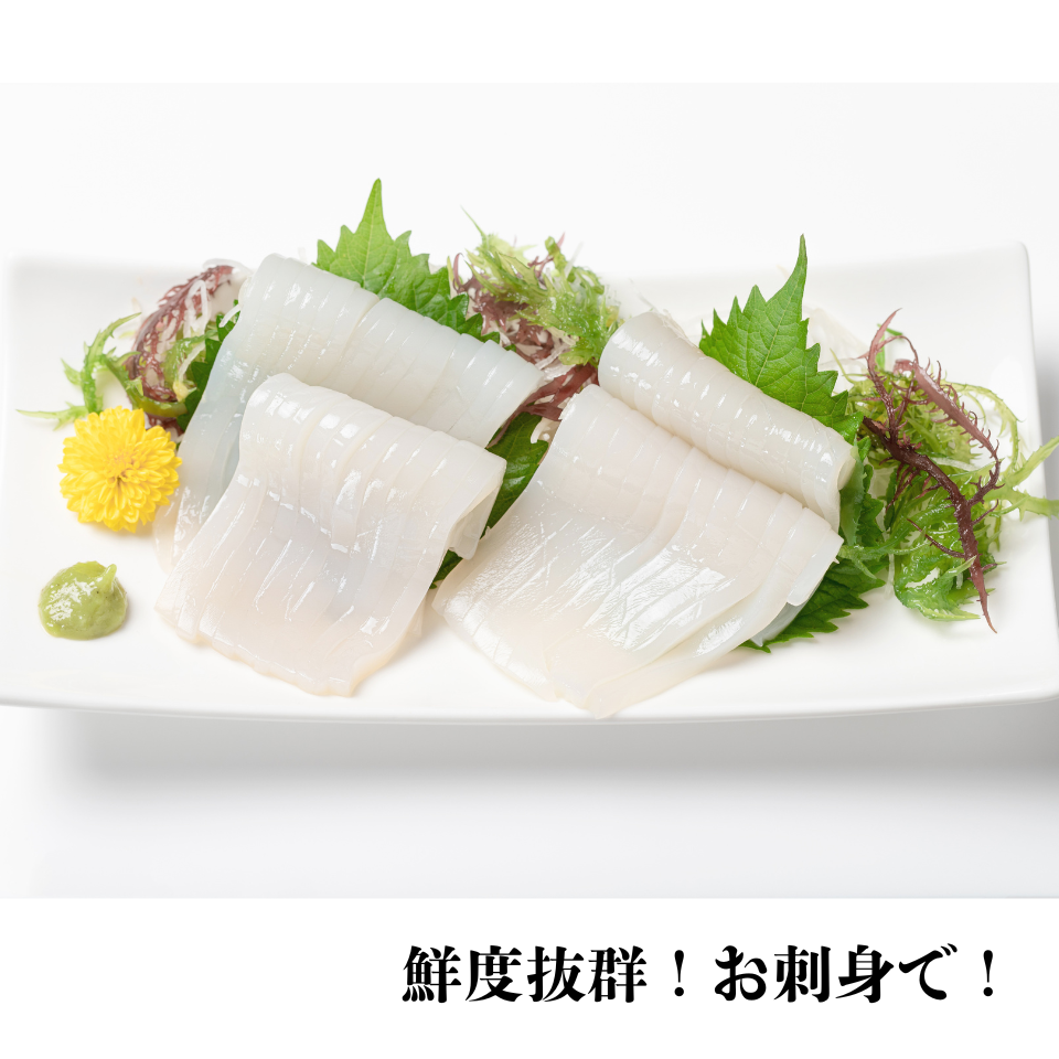 【今が旬】境港産白いか