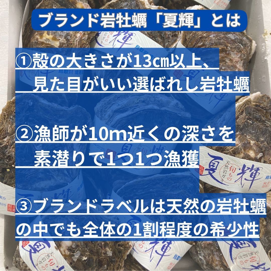 【今が旬！！】鳥取県ブランド天然岩牡蠣「夏輝」（400g前後×3個セット）