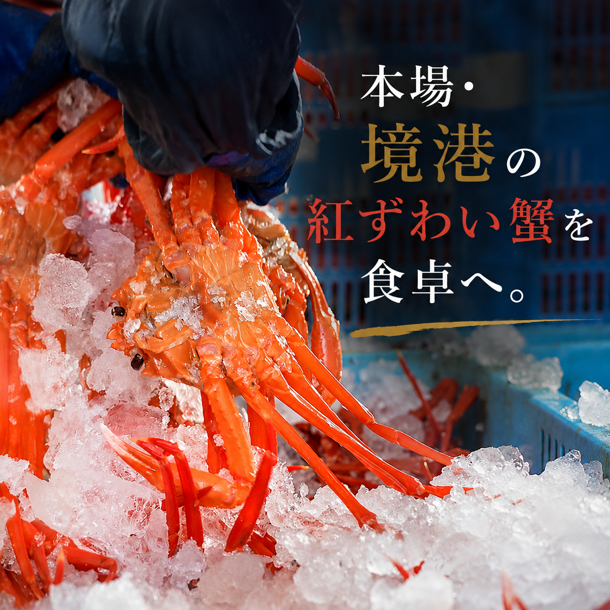 【境港産】蟹屋の釜茹で紅ずわい蟹3杯セット（中・大・特大）