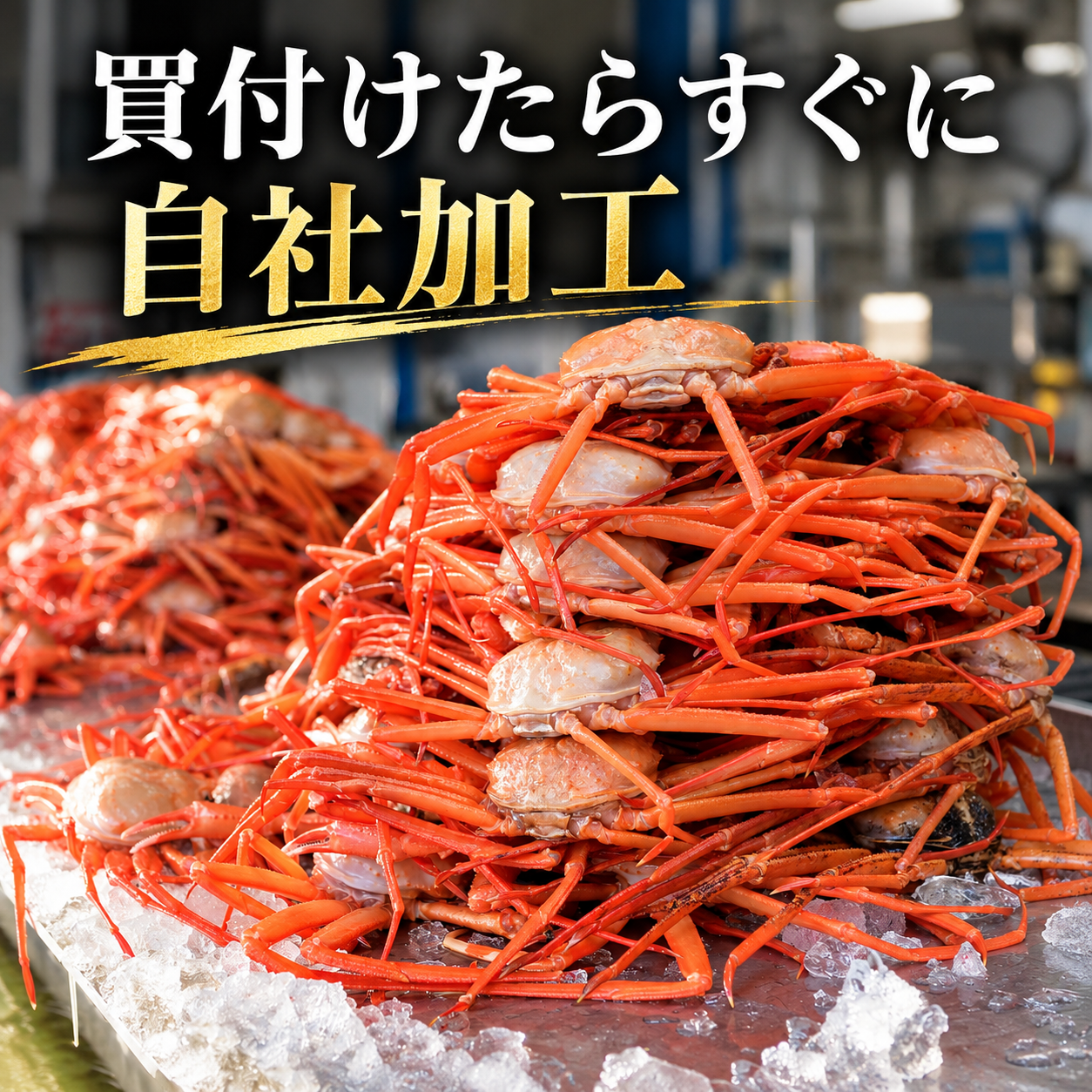 加工場に山積みにした水揚げ直後の紅ズワイガニ。「買付けたらすぐに自社加工」の文字